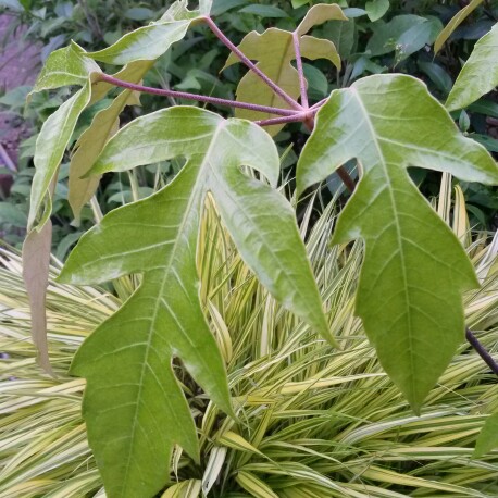 Umbrella Tree in the GardenTags plant encyclopedia