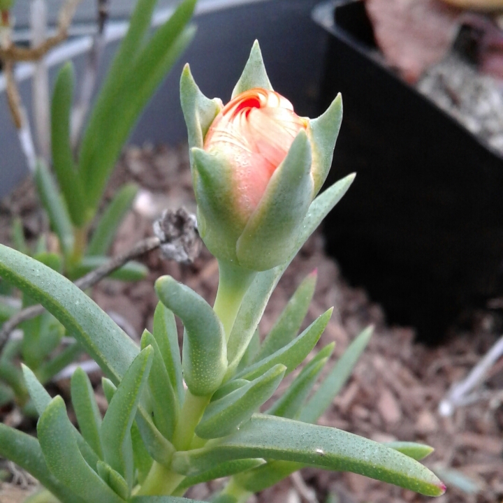 Triailing Orange Ice Plant in the GardenTags plant encyclopedia