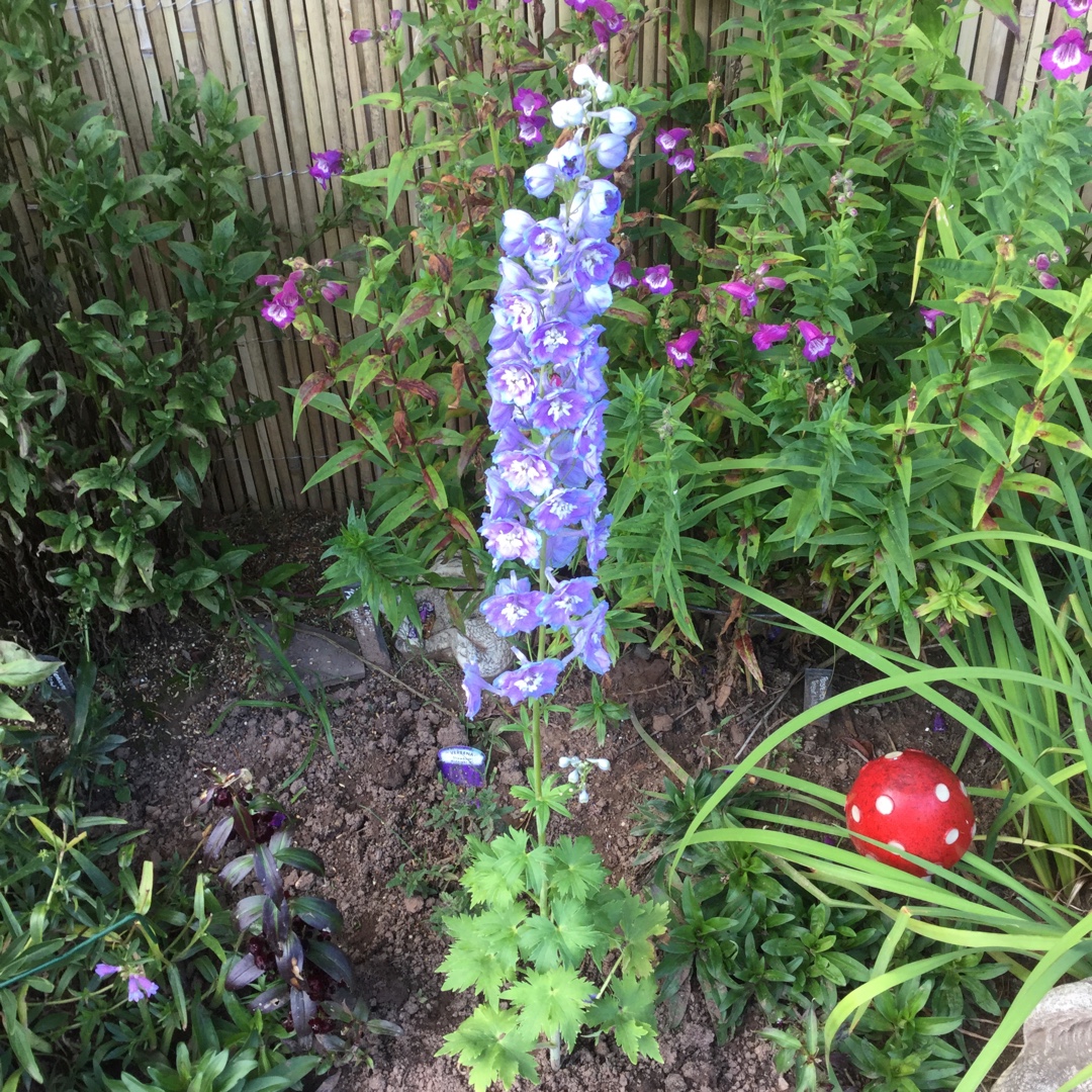 Larkspur Cameliard in the GardenTags plant encyclopedia