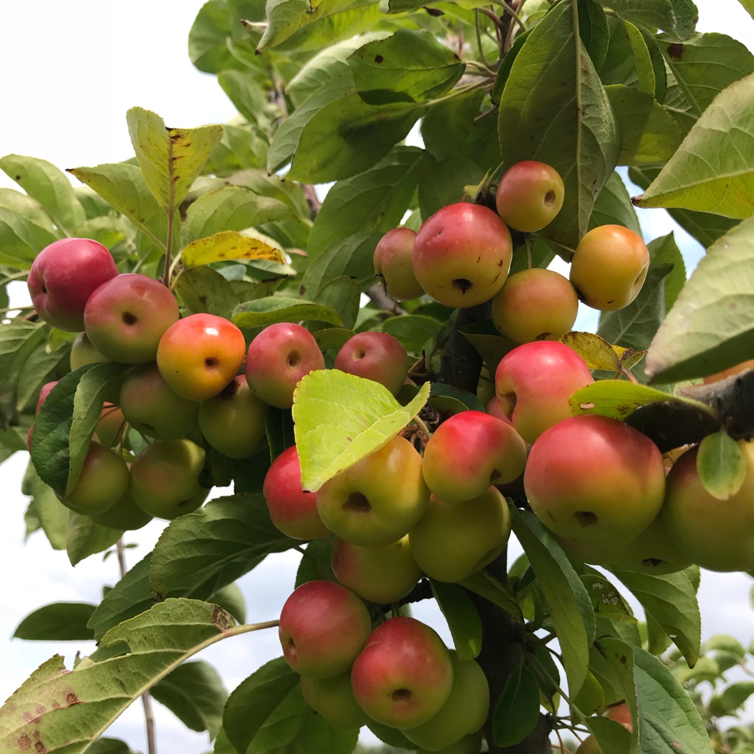 Crab Apple Butterball in the GardenTags plant encyclopedia