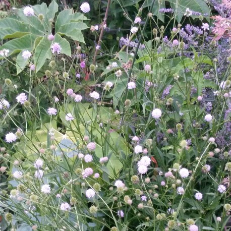 Devils Bit Scabious Frosted Pearls in the GardenTags plant encyclopedia