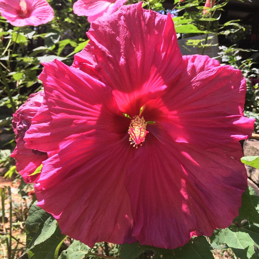 Rose Mallow Jazzberry Jam in the GardenTags plant encyclopedia