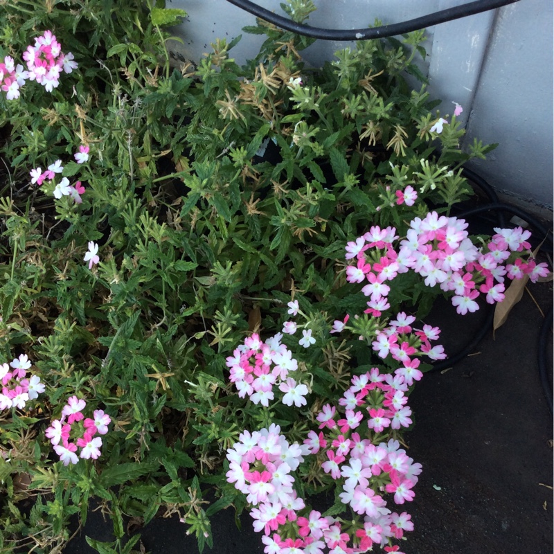 Verbena Twister Pink in the GardenTags plant encyclopedia