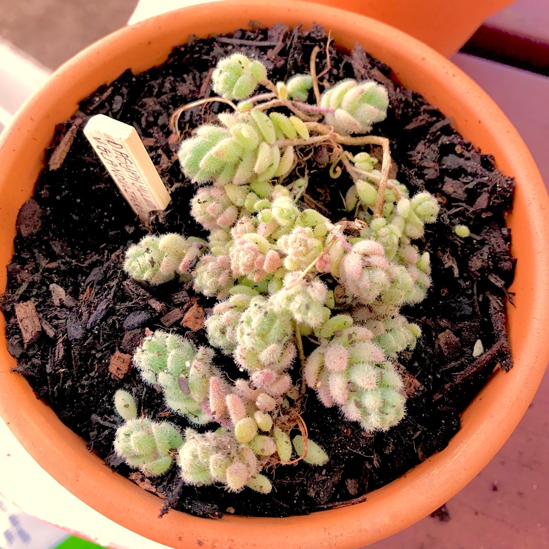 Sedum Dasyphyllum Major in the GardenTags plant encyclopedia