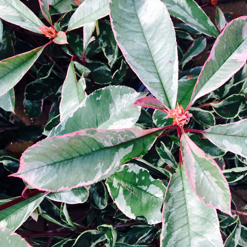 Photinia Pink Marble in the GardenTags plant encyclopedia