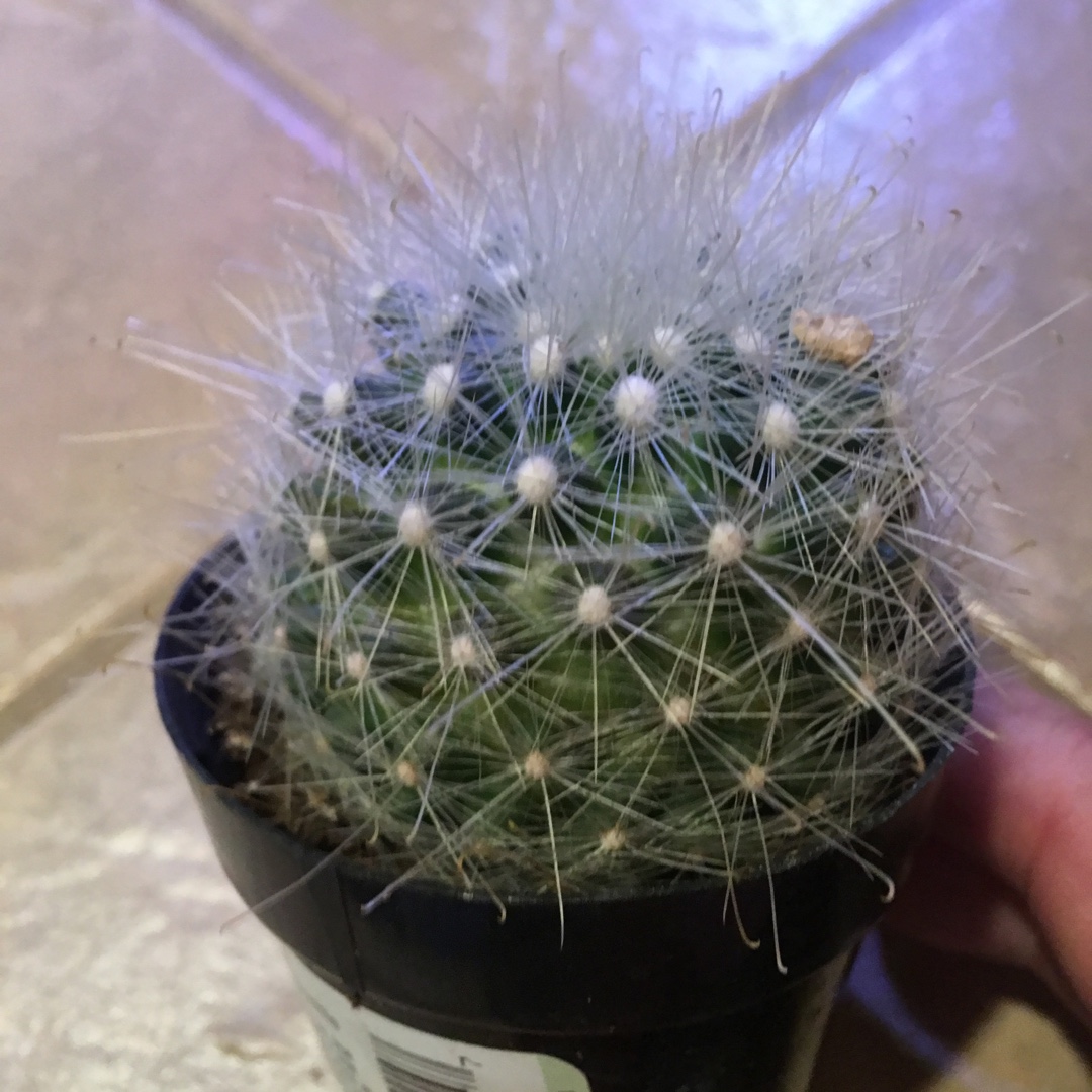 Mammillaria senilis in the GardenTags plant encyclopedia