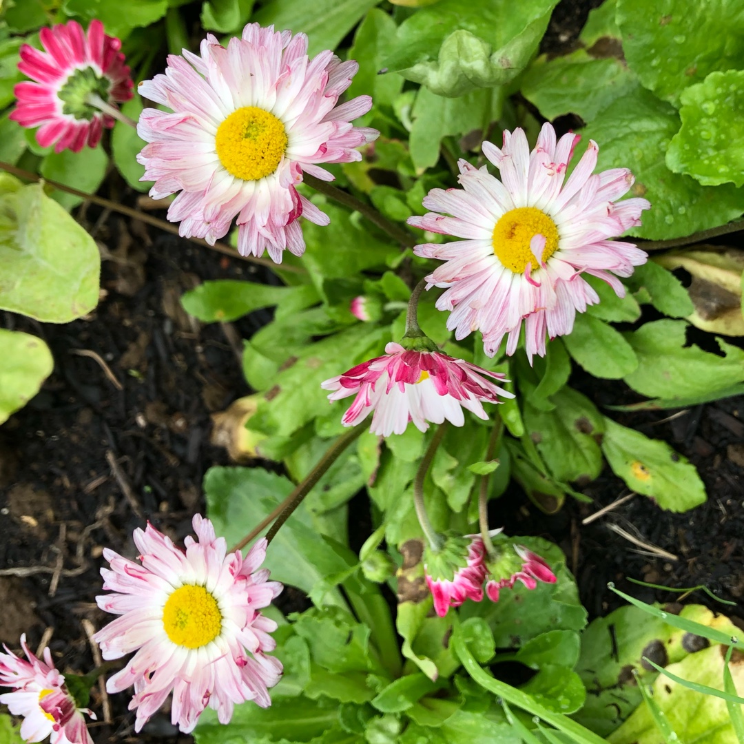 Everlasting Daisy Brilliant Rose in the GardenTags plant encyclopedia