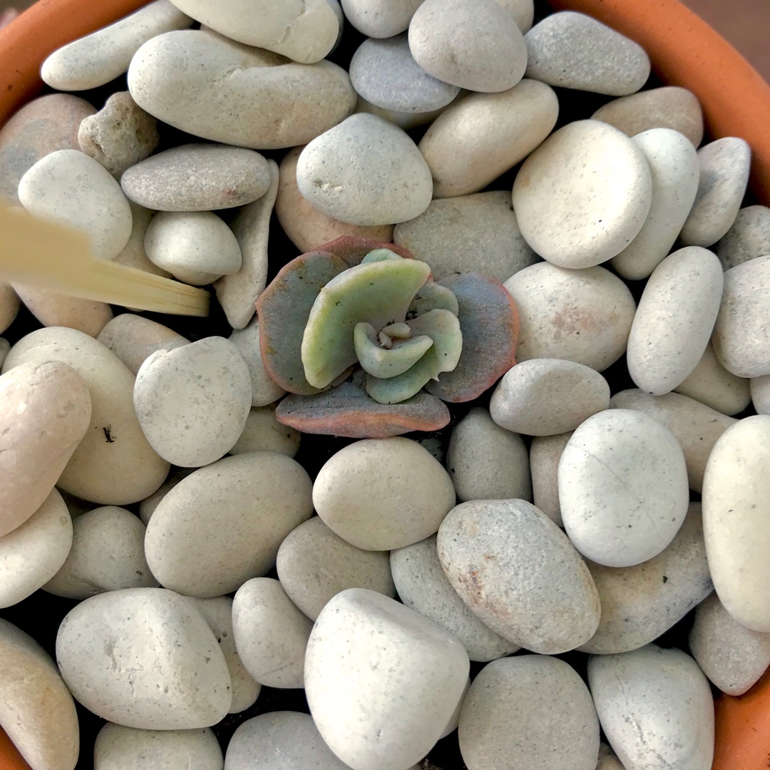 Echeveria Lilacina Monstrose Form in the GardenTags plant encyclopedia