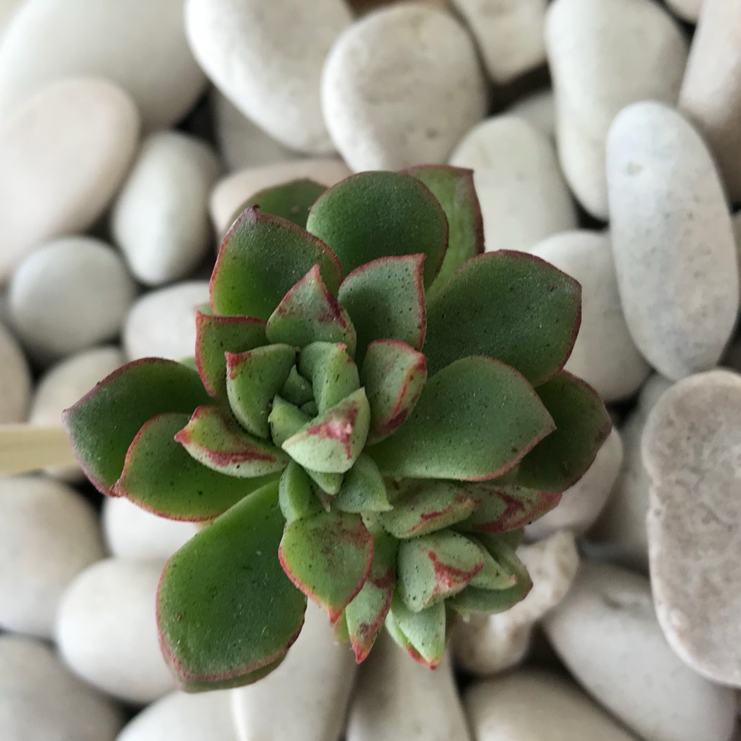 Echeveria Supia in the GardenTags plant encyclopedia