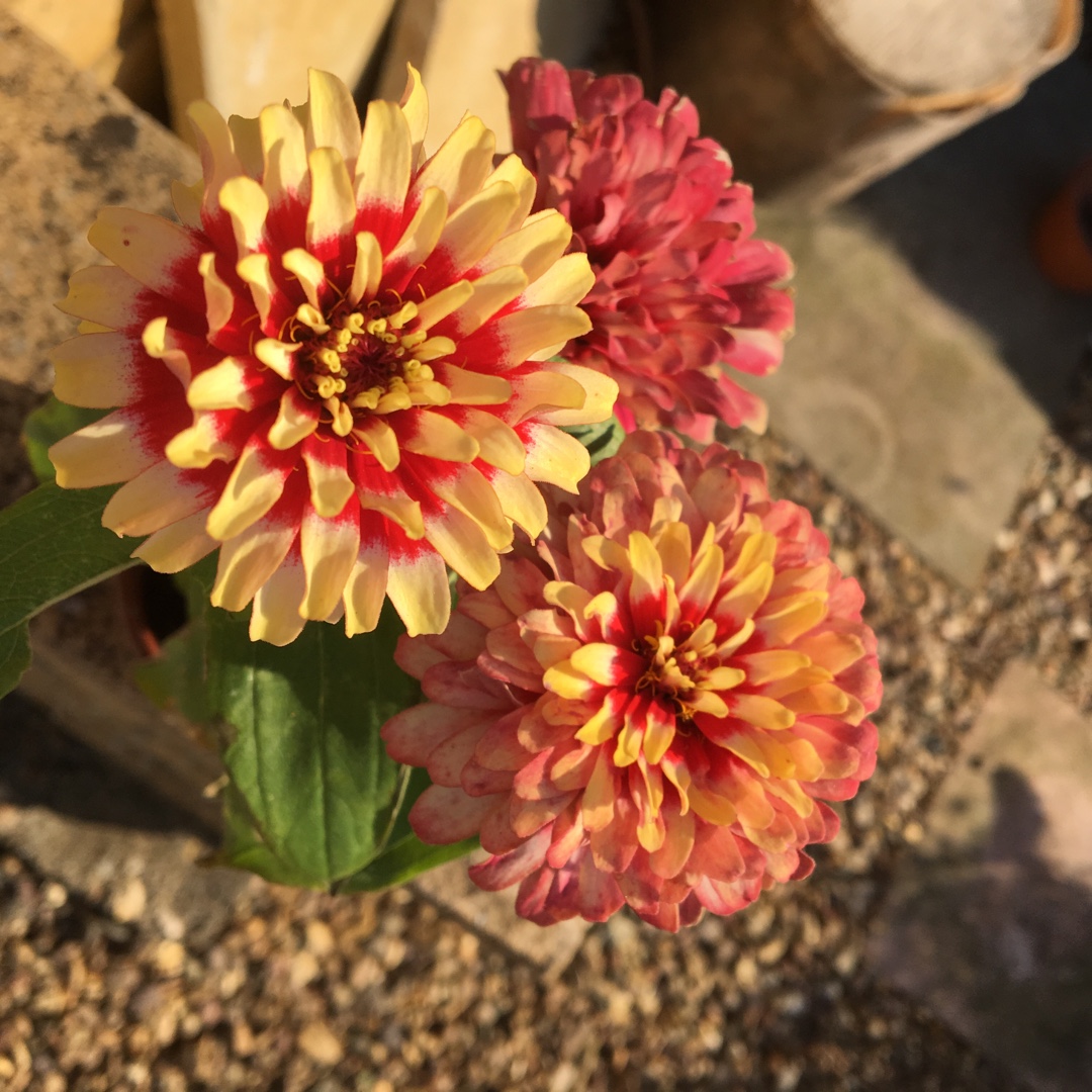 Zinnia Swizzle Cherry and Ivory in the GardenTags plant encyclopedia