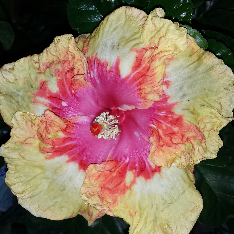 Hibiscus Hawaiian Volcano Lava in the GardenTags plant encyclopedia