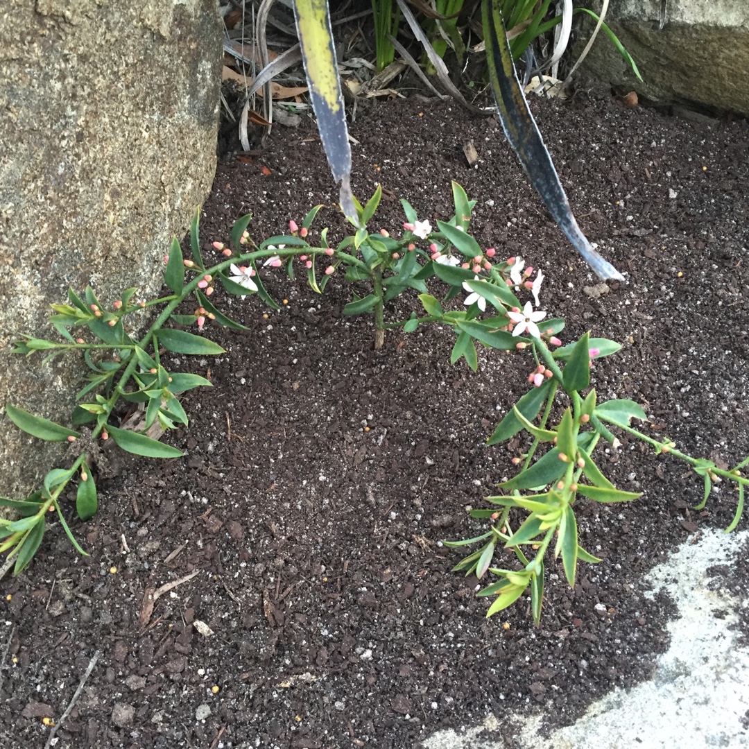 Wax Flower Ruby Cascade in the GardenTags plant encyclopedia