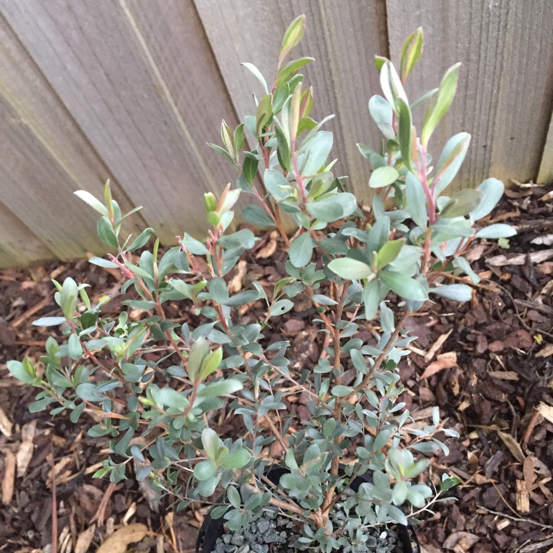 Silver Lighthouse in the GardenTags plant encyclopedia