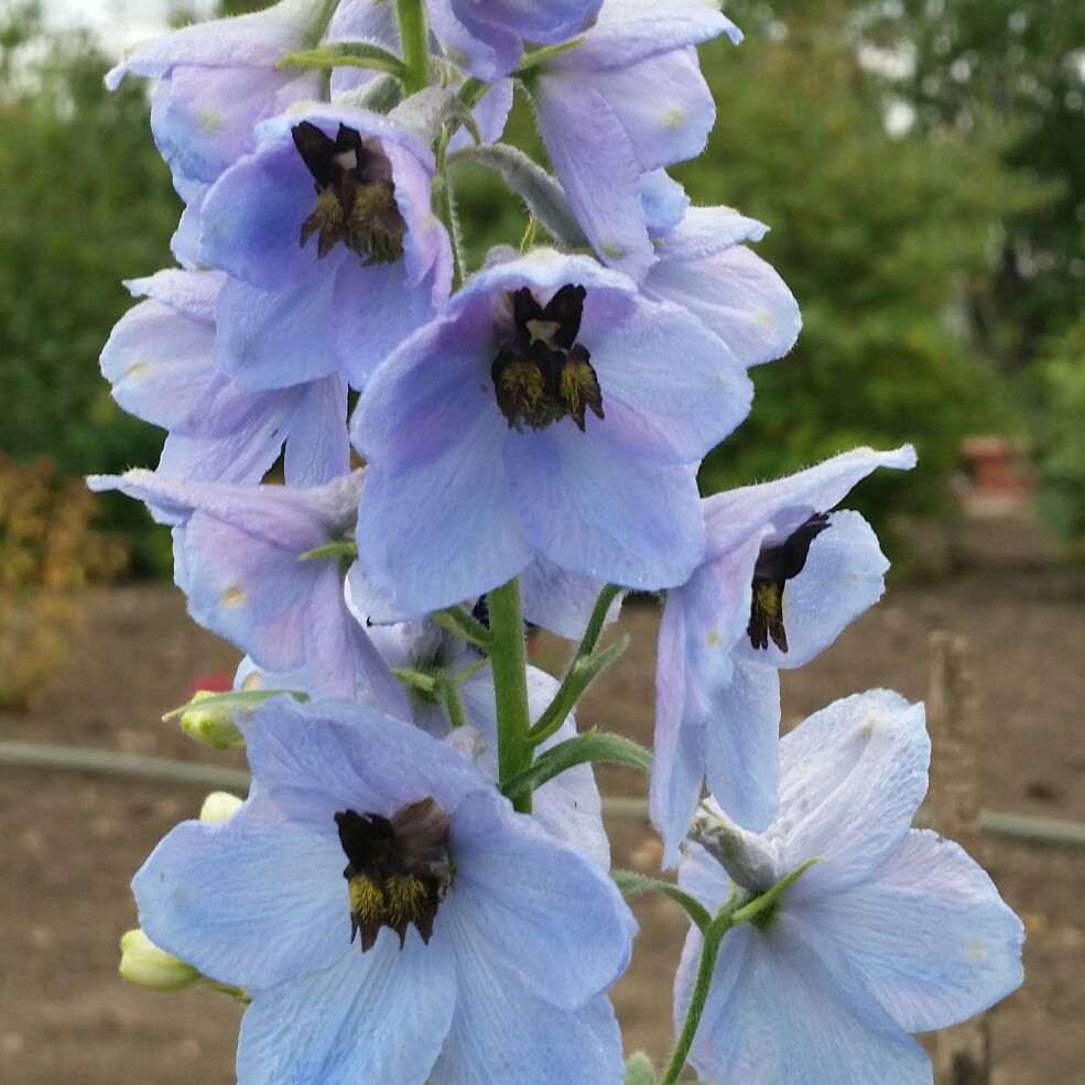 Blue Dawn Delphinium in the GardenTags plant encyclopedia