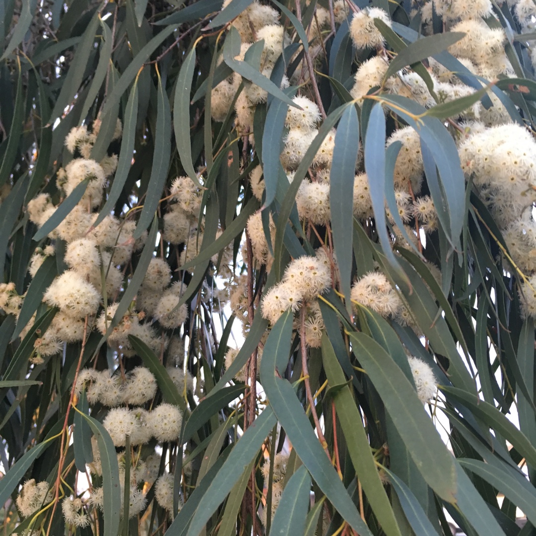 Snow Gum in the GardenTags plant encyclopedia