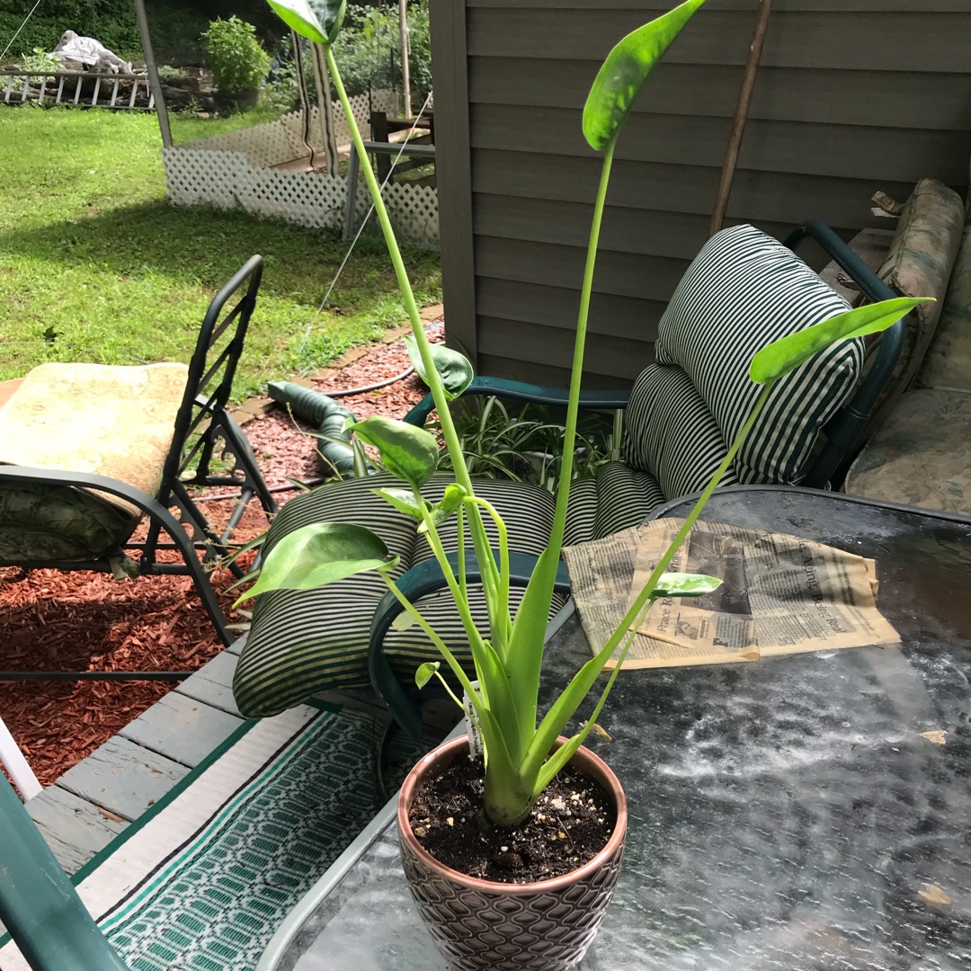 Alocasia hybrid Tiny Dancers in the GardenTags plant encyclopedia