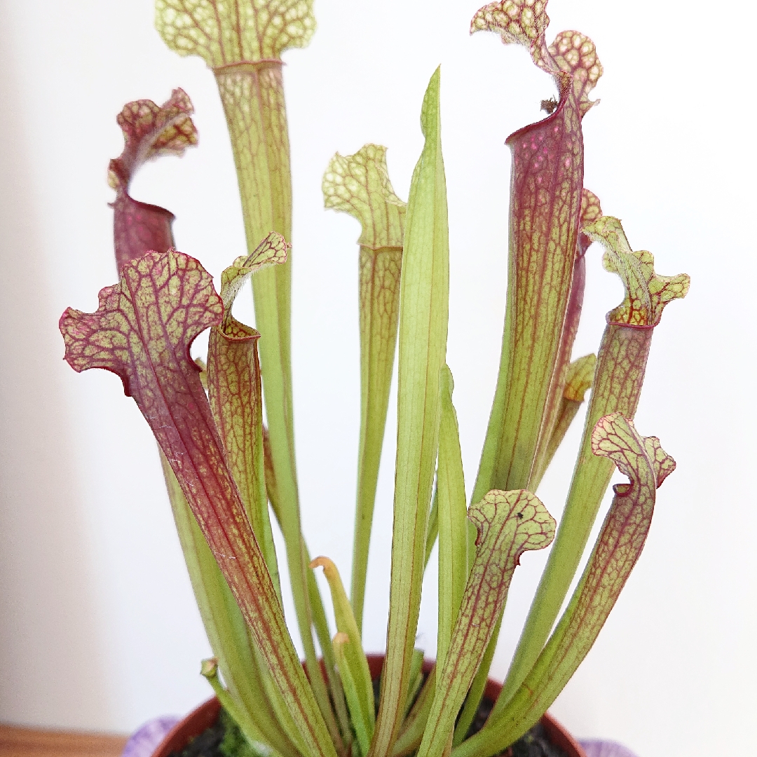 Pitcher Plant Judith Hindle in the GardenTags plant encyclopedia