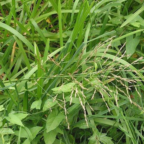 Variegated manna grass in the GardenTags plant encyclopedia