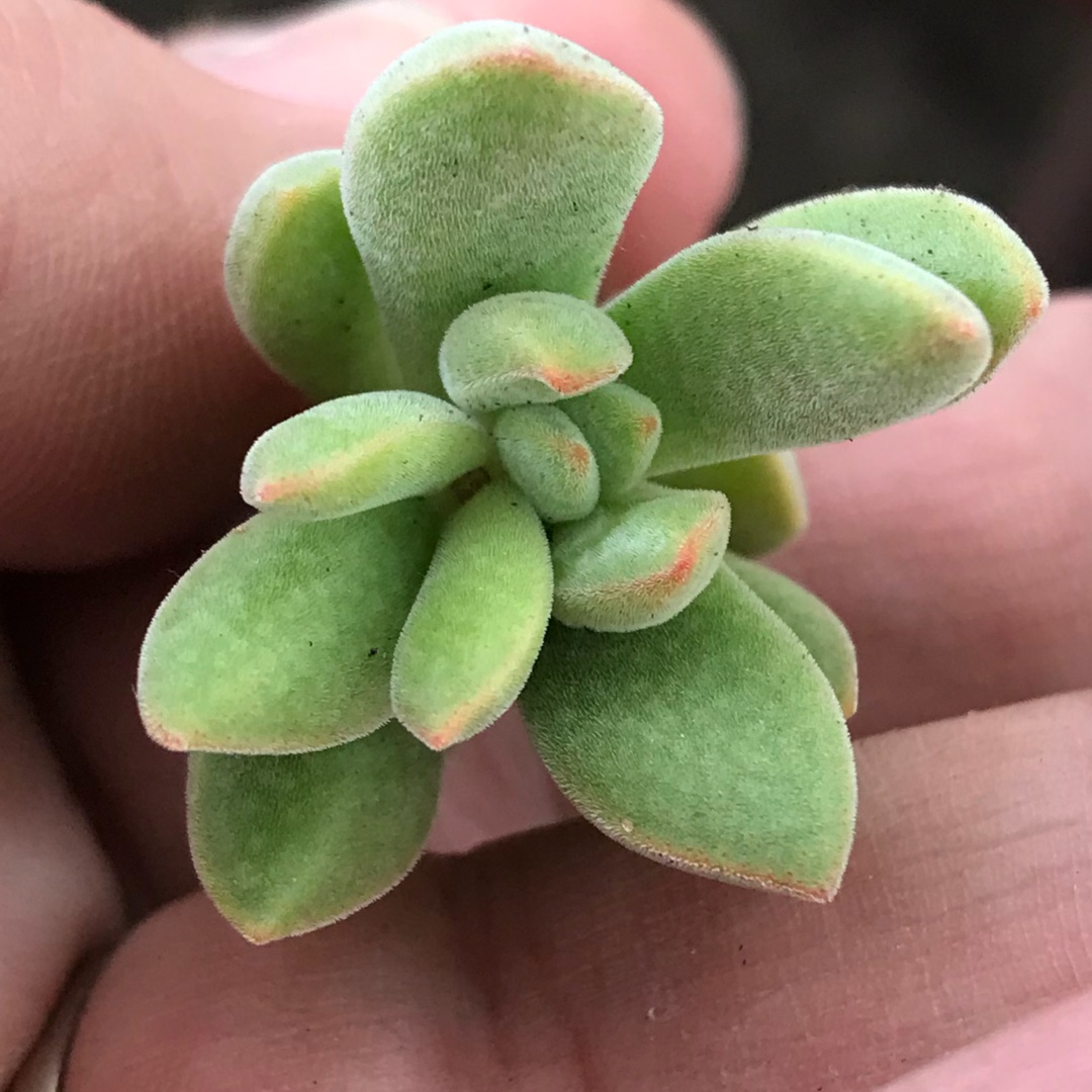 Crassula Ausensis in the GardenTags plant encyclopedia