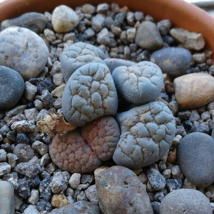 Living Stones Verruculosa Inae in the GardenTags plant encyclopedia