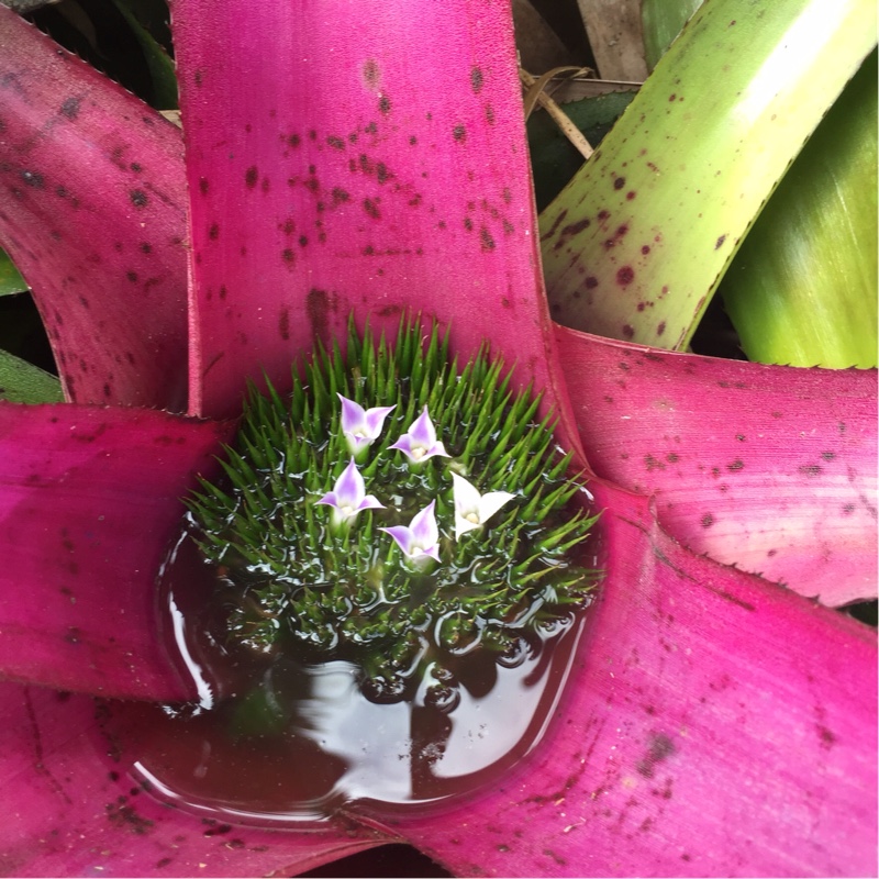 Neoregelia in the GardenTags plant encyclopedia