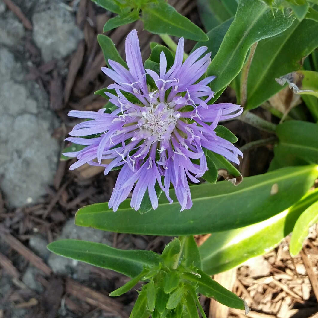 Stokes Aster Blue Danube in the GardenTags plant encyclopedia