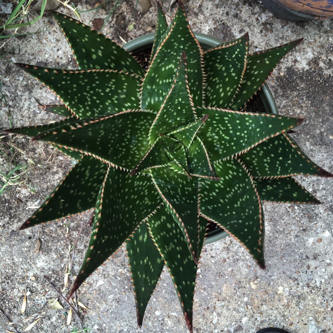 Aloe Apache in the GardenTags plant encyclopedia