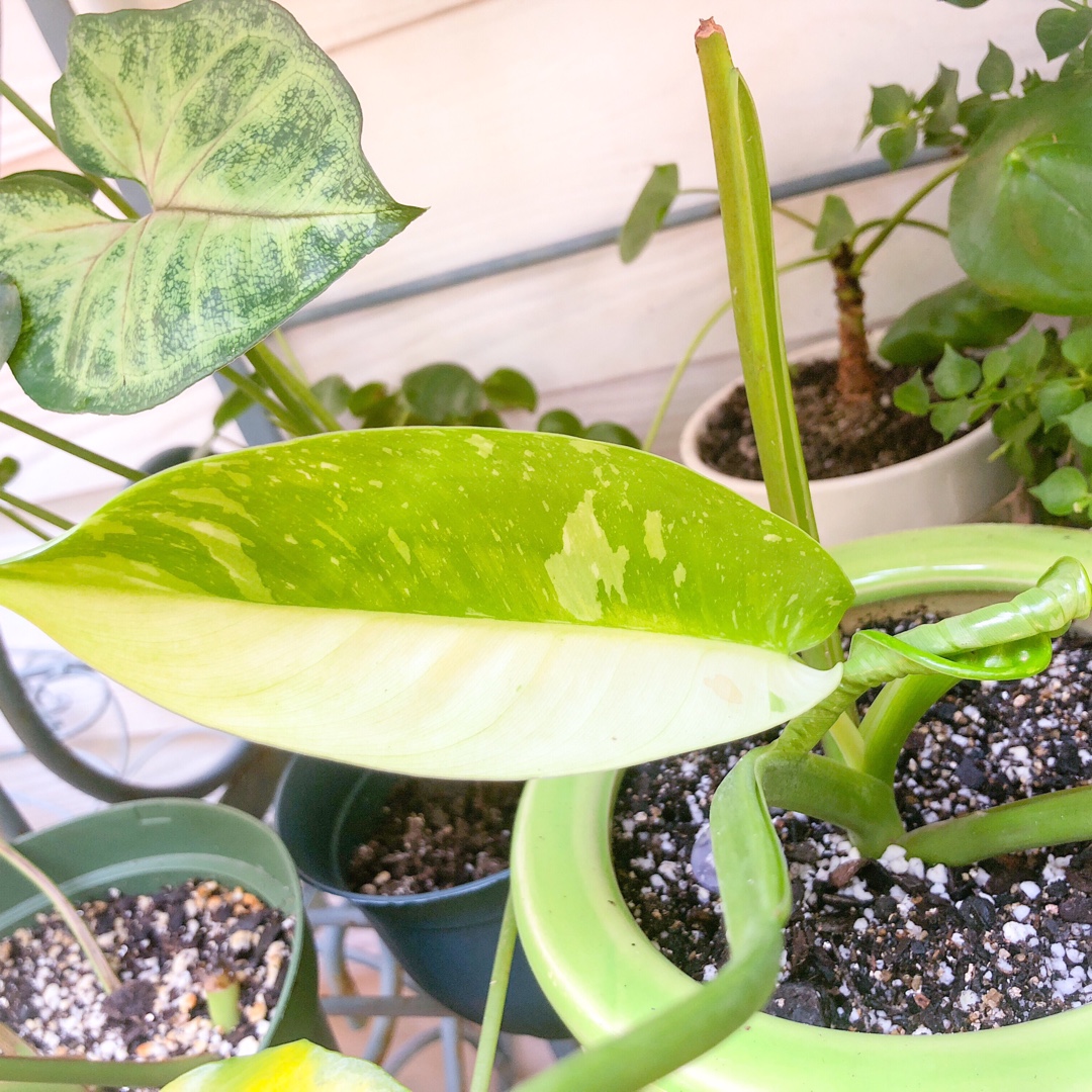 Variegated Philodendron in the GardenTags plant encyclopedia