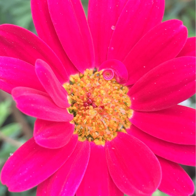 Marguerite Meteor Red in the GardenTags plant encyclopedia