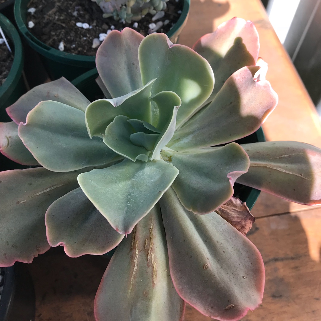 Echeveria Lincoln in the GardenTags plant encyclopedia