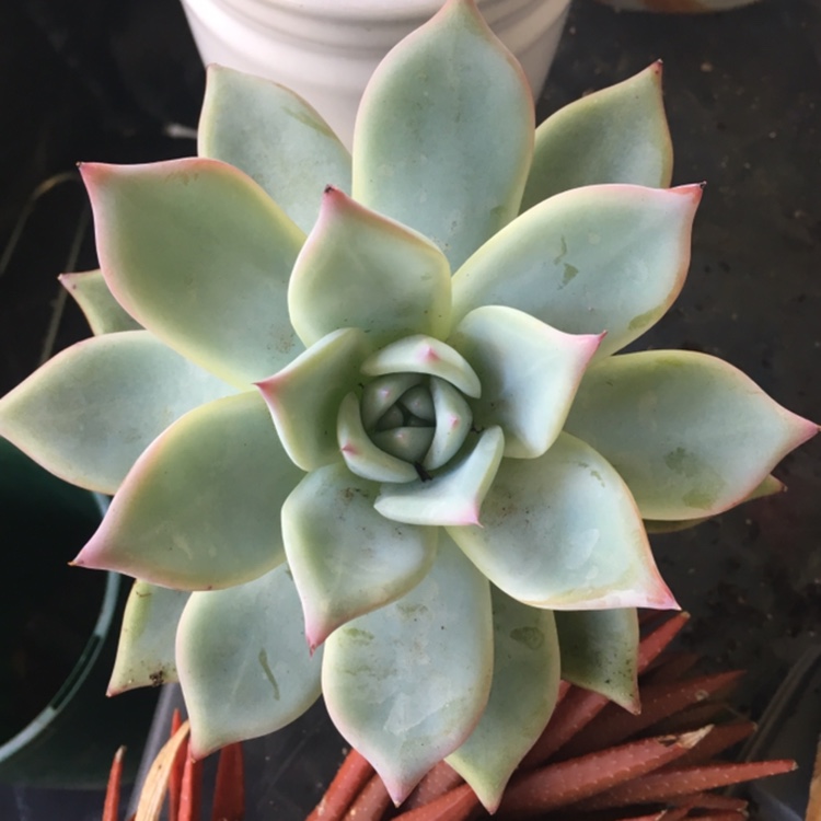 Echeveria Colorata Ice in the GardenTags plant encyclopedia