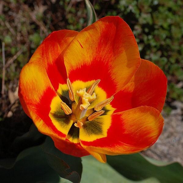 Tulip Easter Surprise (Viridiflora) in the GardenTags plant encyclopedia