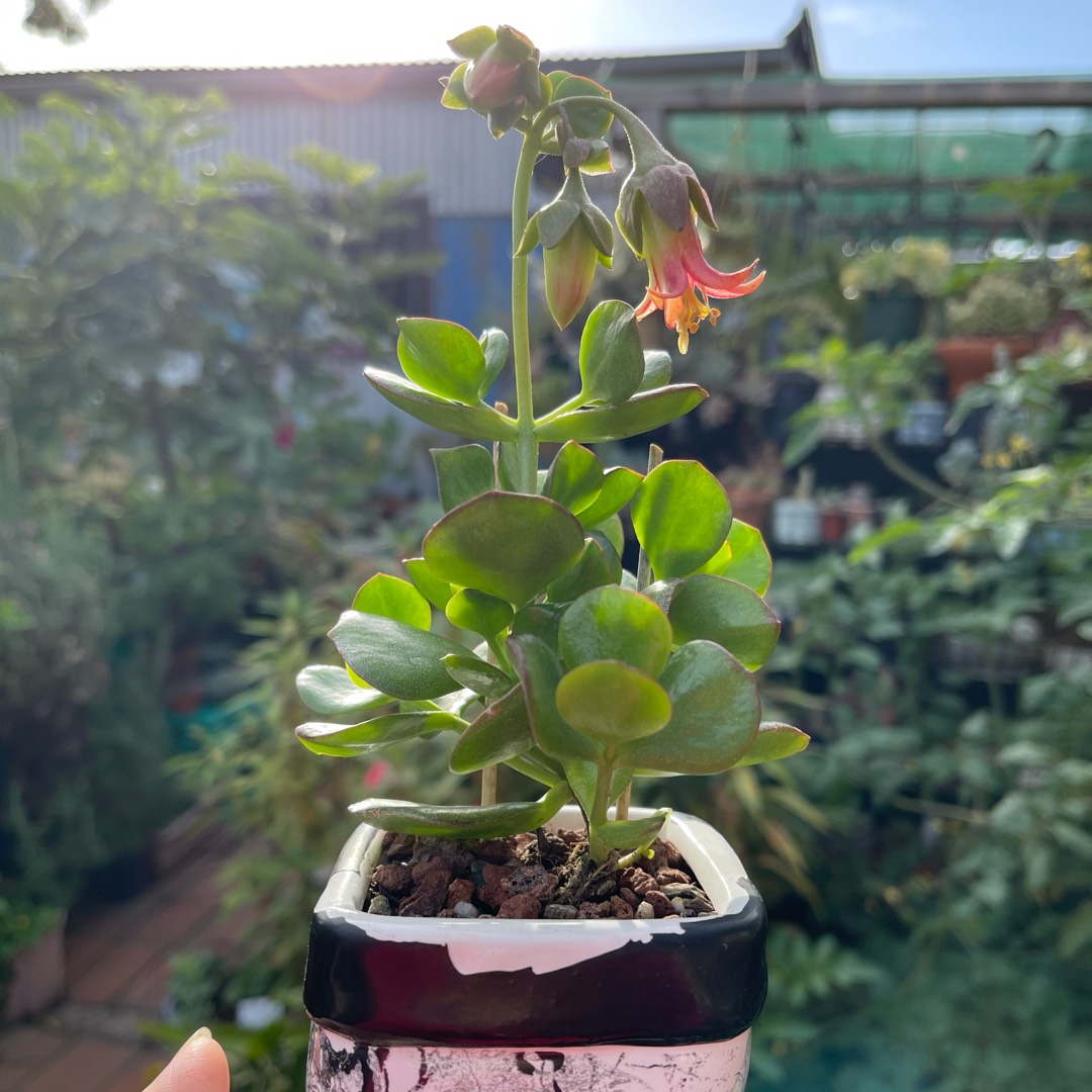 Cotyledon Green Eggs in the GardenTags plant encyclopedia