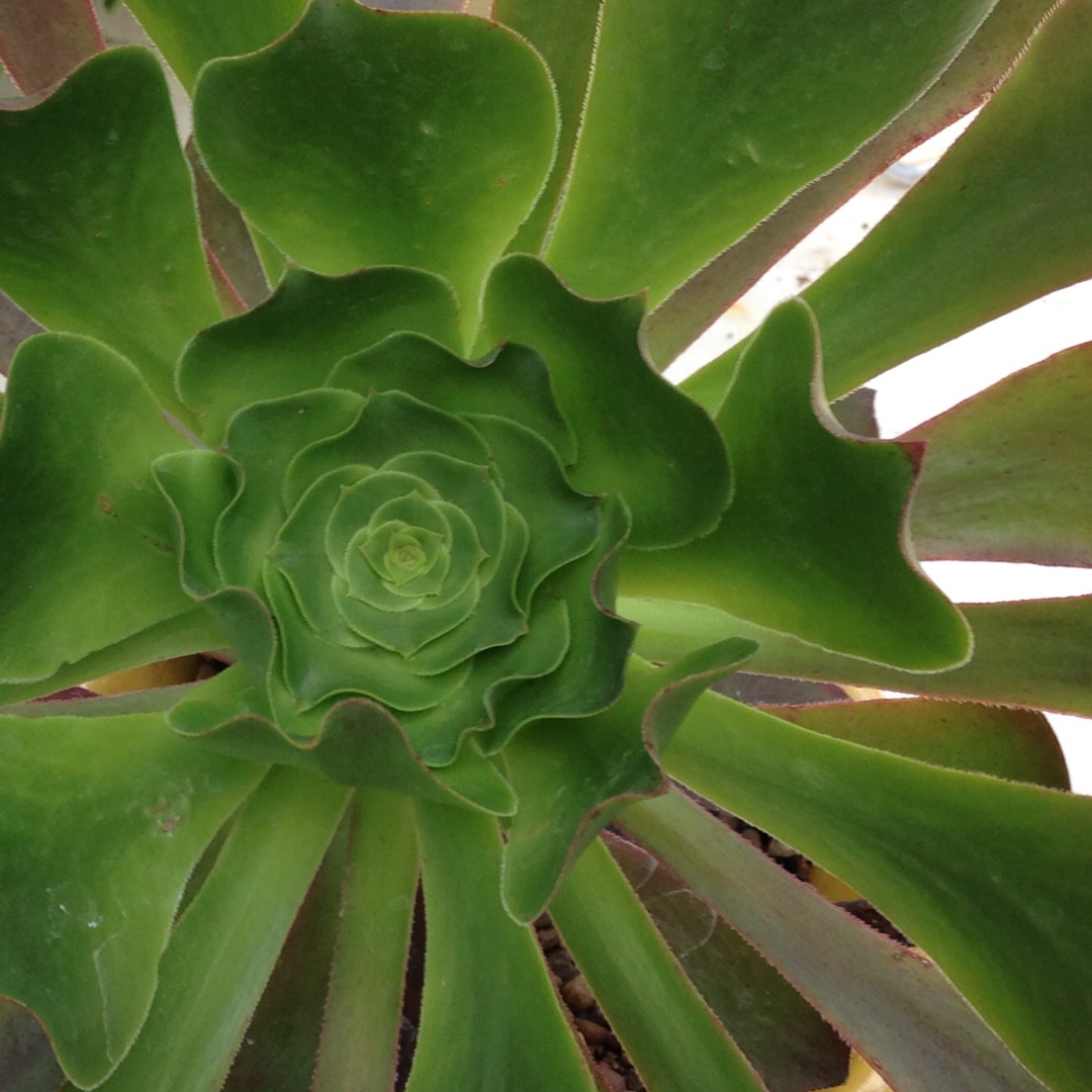 Aeonium Pomegranate in the GardenTags plant encyclopedia