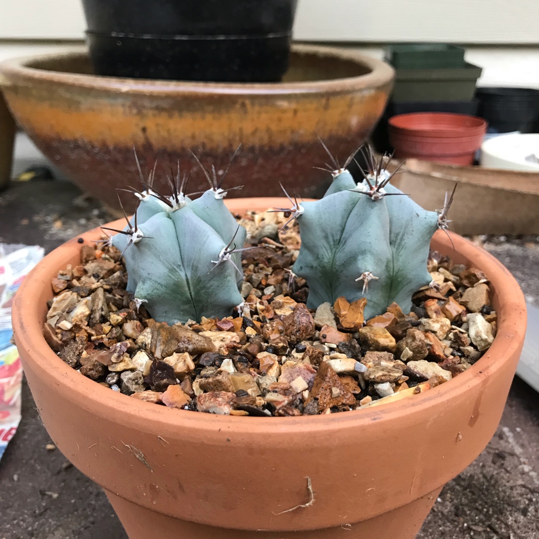 Giant Barrel Cactus in the GardenTags plant encyclopedia