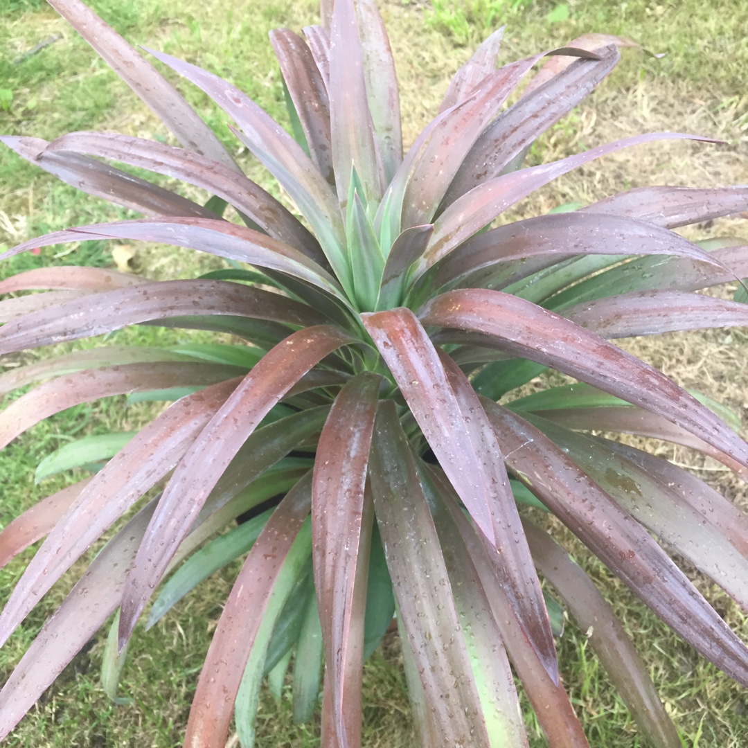 Spanish Bayonet Purpurea in the GardenTags plant encyclopedia