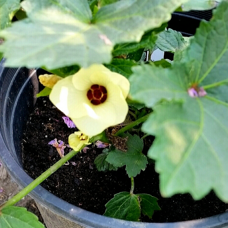 Sunset Hibiscus in the GardenTags plant encyclopedia