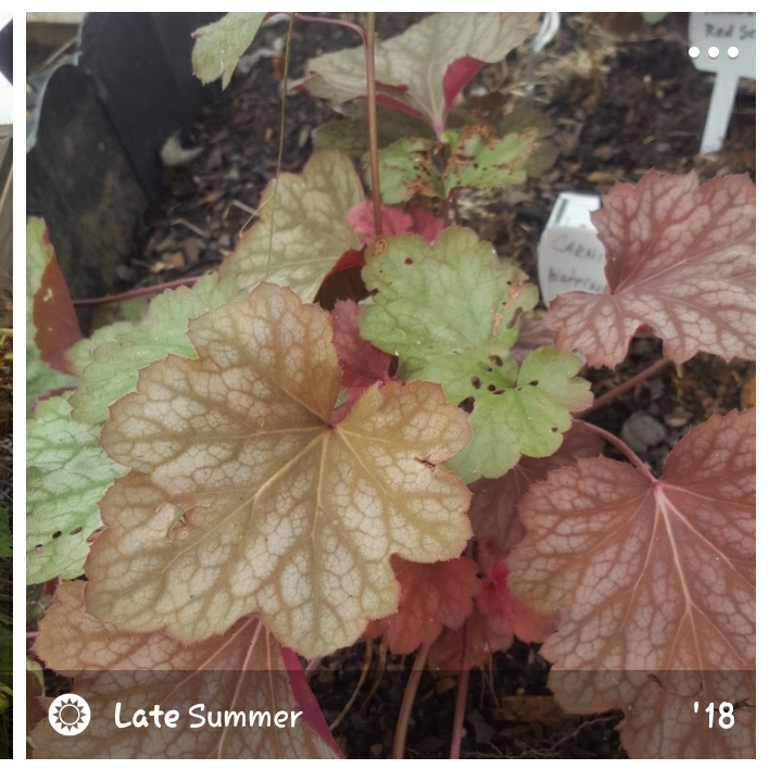 Alumroot Carnival Watermelon in the GardenTags plant encyclopedia