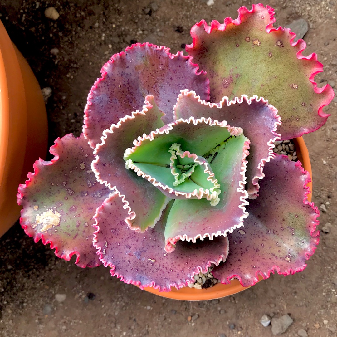 Echeveria Satine in the GardenTags plant encyclopedia