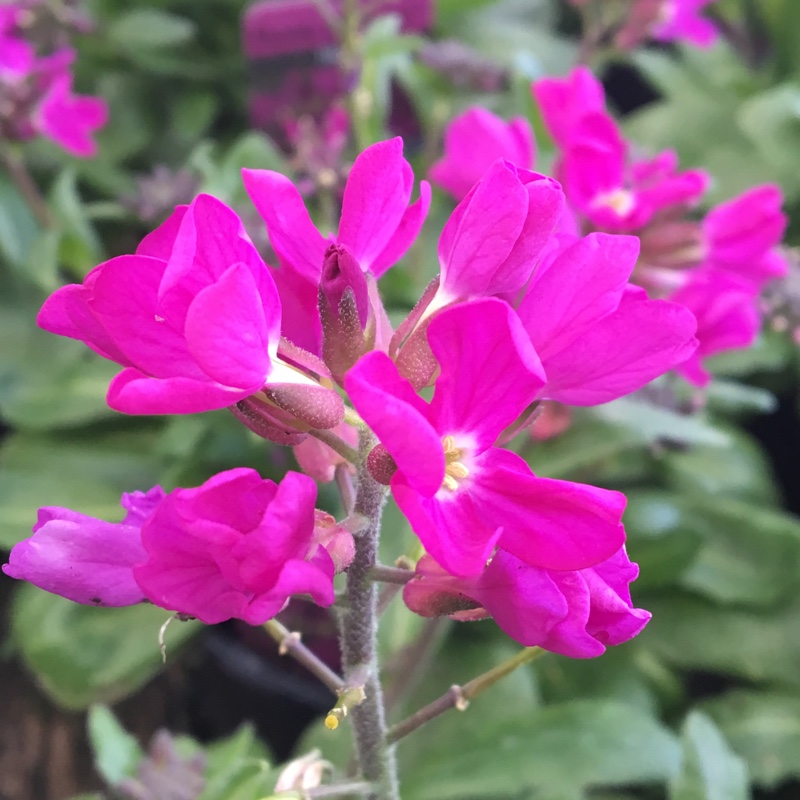 Rock Cress Rose Delight in the GardenTags plant encyclopedia