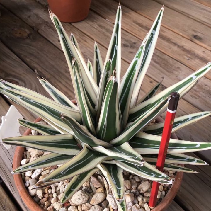 Agave White Rhino in the GardenTags plant encyclopedia