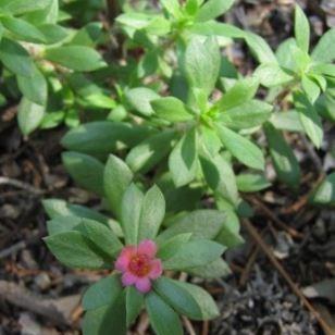 Paraguayan Purslane in the GardenTags plant encyclopedia