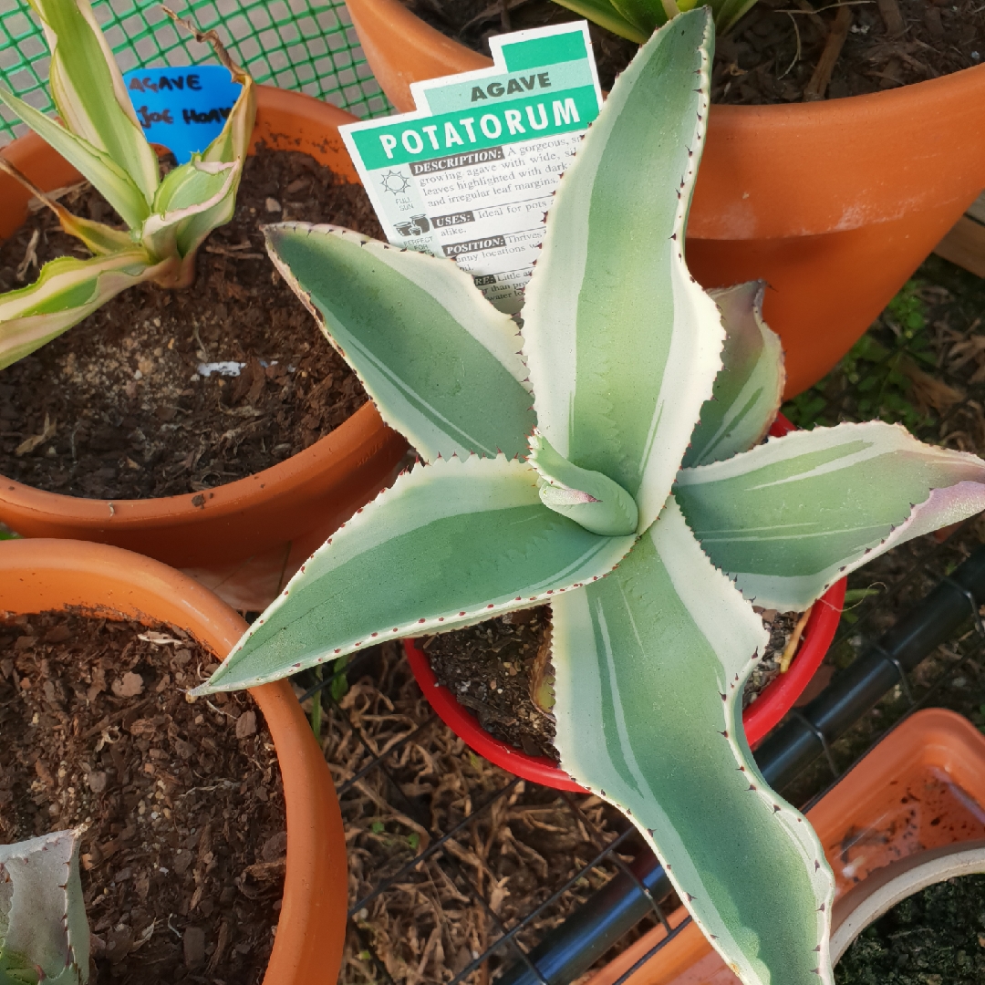 Agave Ivory Curls in the GardenTags plant encyclopedia