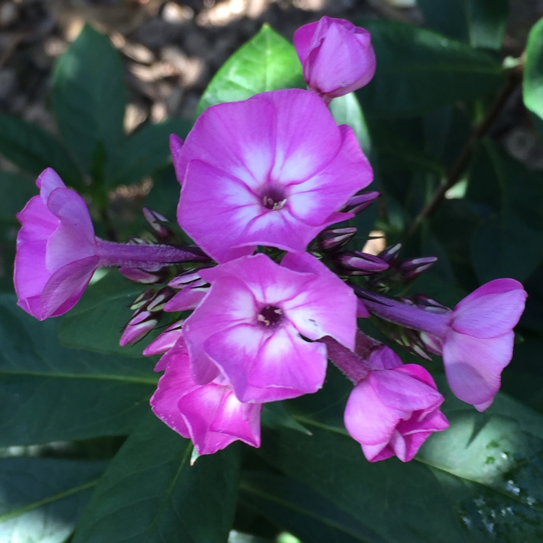 Phlox Famous Light Pink in the GardenTags plant encyclopedia