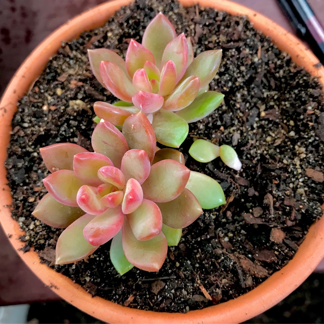 Sedum Jester in the GardenTags plant encyclopedia