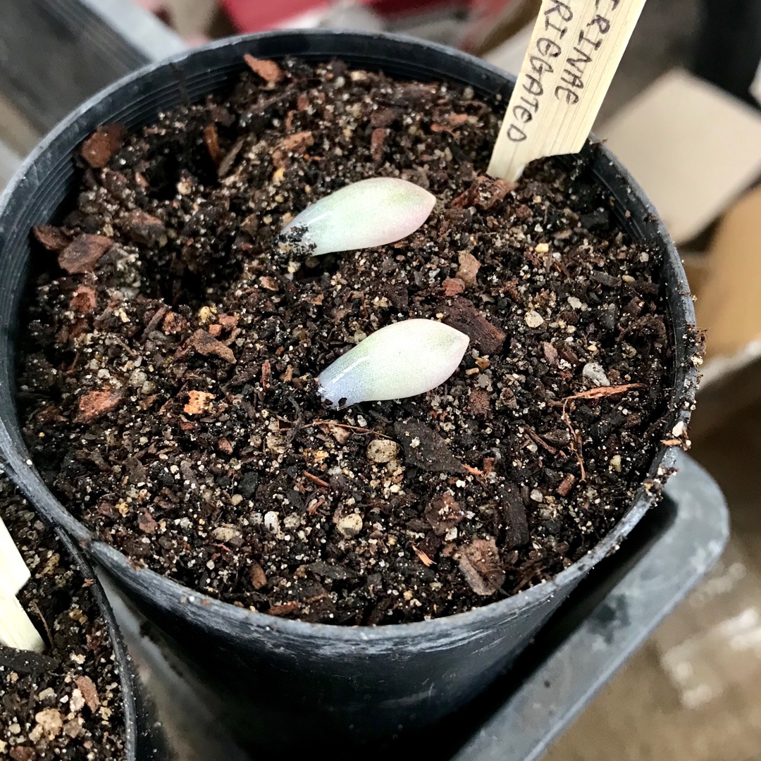 Pachyveria Powder Puff Variegated Form in the GardenTags plant encyclopedia