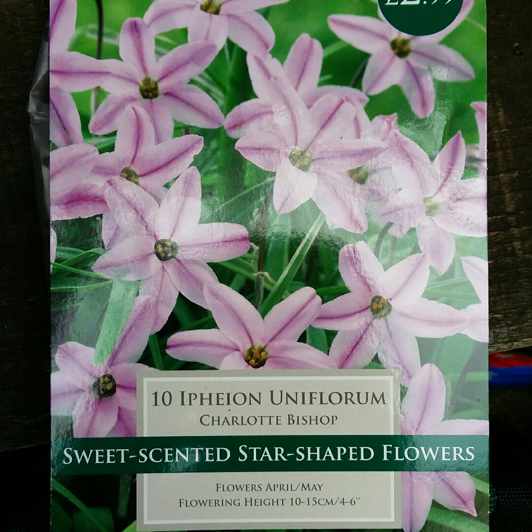 Spring Starflower Charlotte Bishop in the GardenTags plant encyclopedia