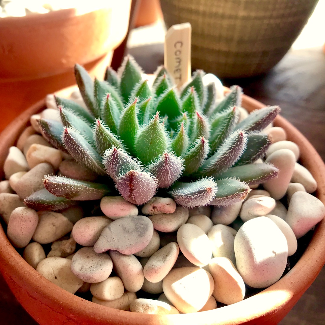 Echeveria Comet in the GardenTags plant encyclopedia