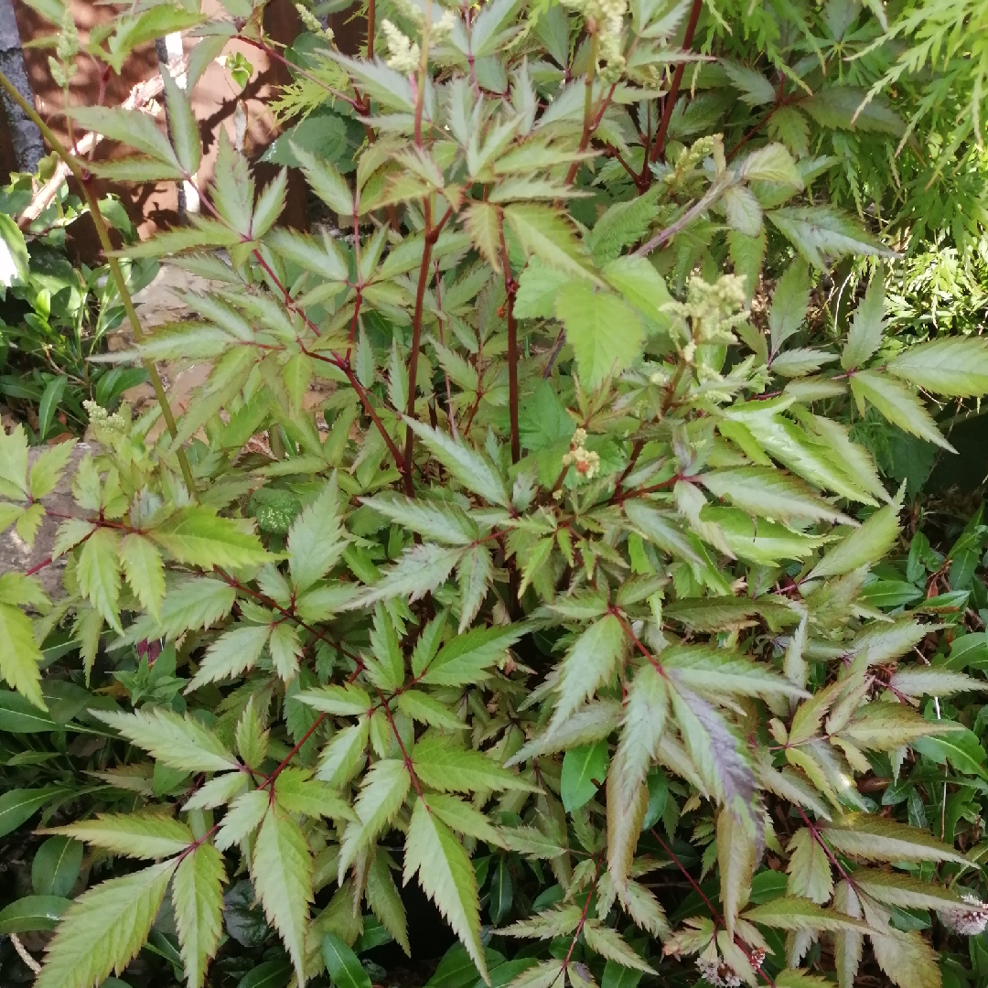 Astilbe Maggie in the GardenTags plant encyclopedia