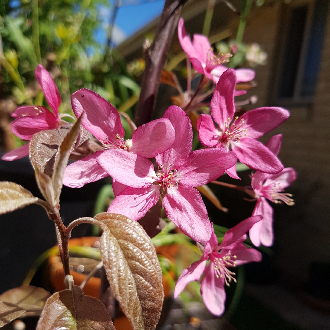 Crab Apple Tom Matthews in the GardenTags plant encyclopedia